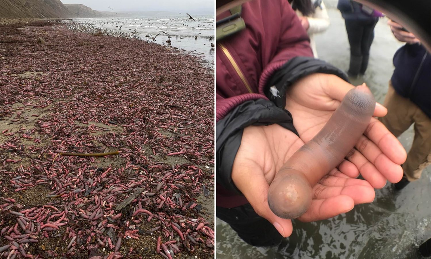 Thousands Of Penis Fish Have Washed Up In California