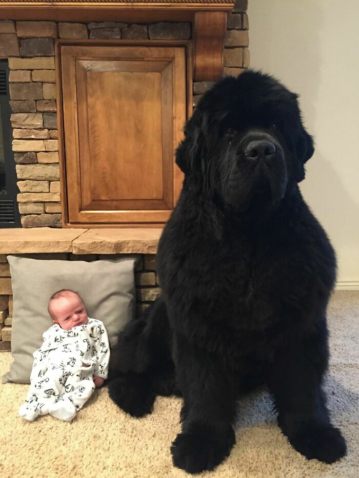 50 dogs who don't understand how big they are