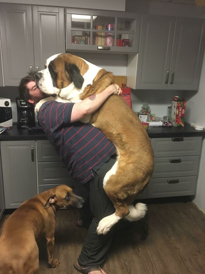 50 dogs who don't understand how big they are
