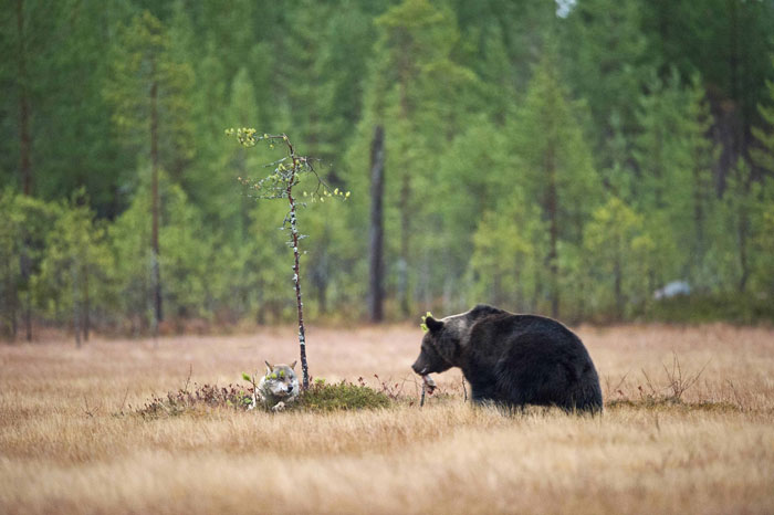 finnish photographer captures and documents the unusual friendship between a bear and a wolf
