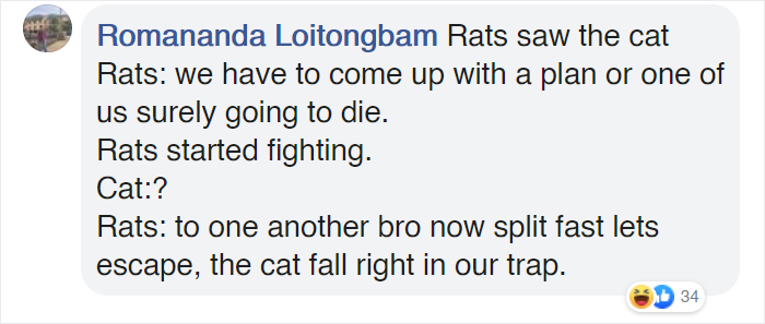 woman captures hilarious video of a cat watching two rats fight