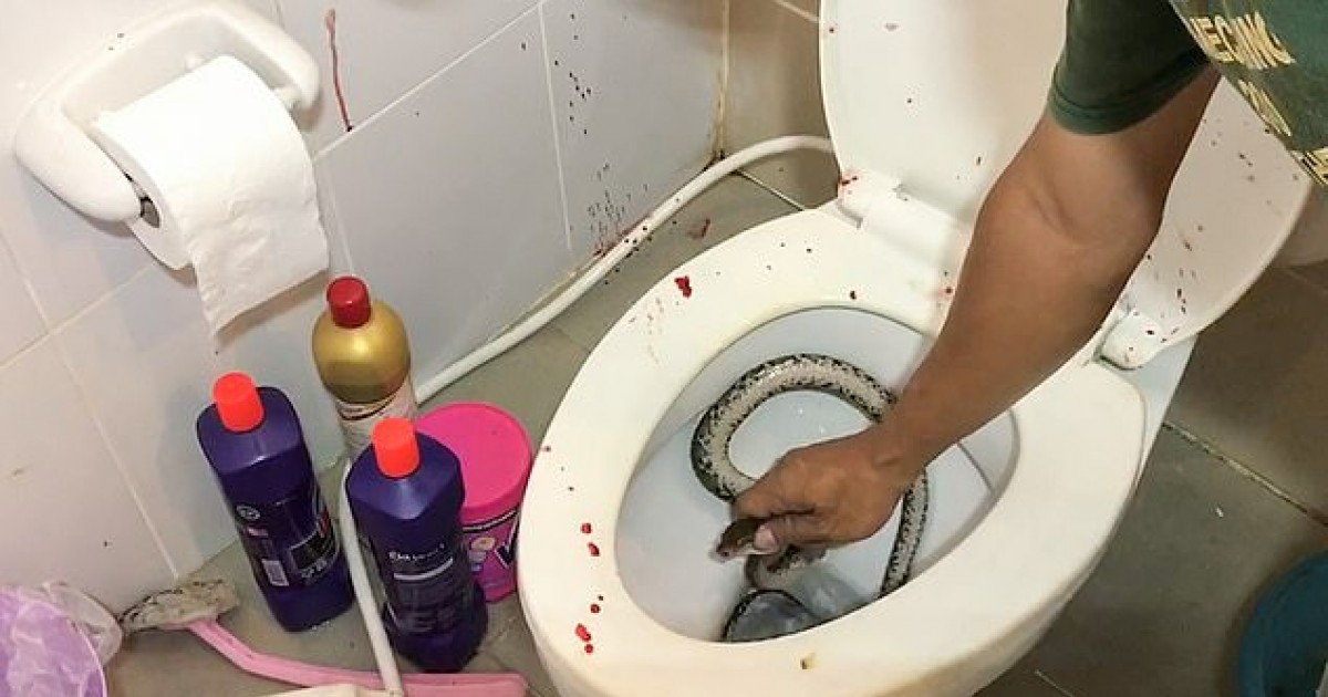 Huge Python Bit Off Teenager's Penis While He Was Sitting On The Loo