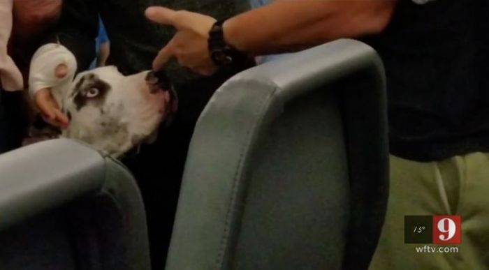 deaf couple enraged after one passenger punched pregnant fiancée and service dog who apparently took too much space