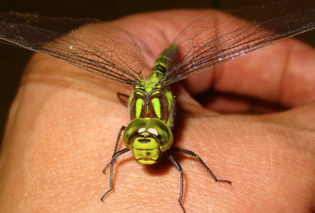 A Single Dragonfly Eats Hundreds Of Mosquitos Daily: Keep These Plants In Your Backyard To Attract Dragonflies