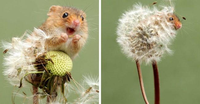Adorable Photos Of Harvest Mice Living Their Adventurous, Little Lives (30+ Pics)