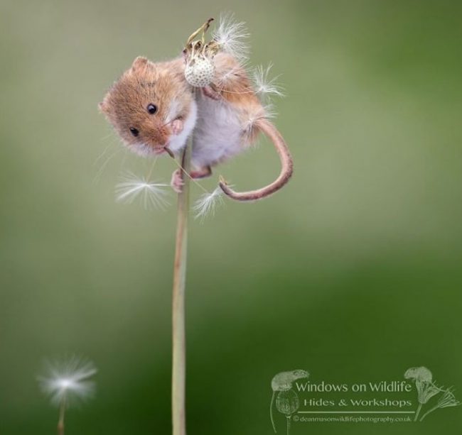 adorable photos of harvest mice living their adventurous, little lives (30+ pics)