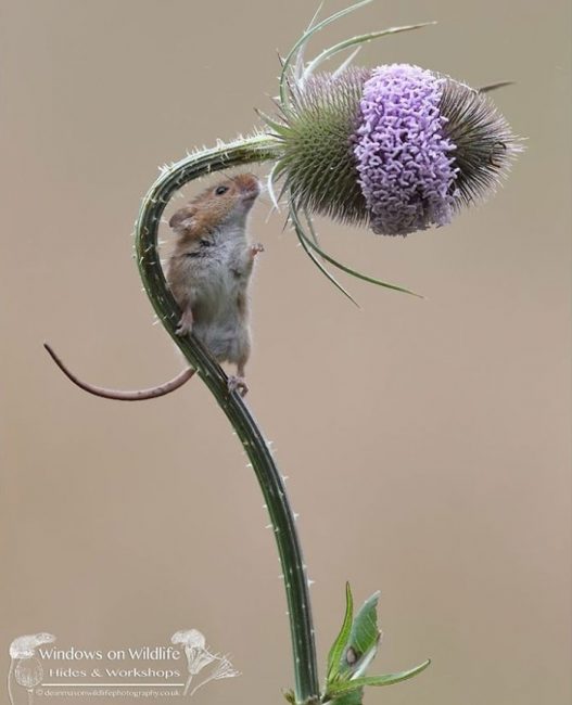 adorable photos of harvest mice living their adventurous, little lives (30+ pics)