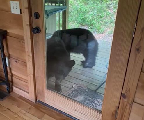bear breaks into cabin, steals peanut butter cups, m&ms, sour patch kids, beer
