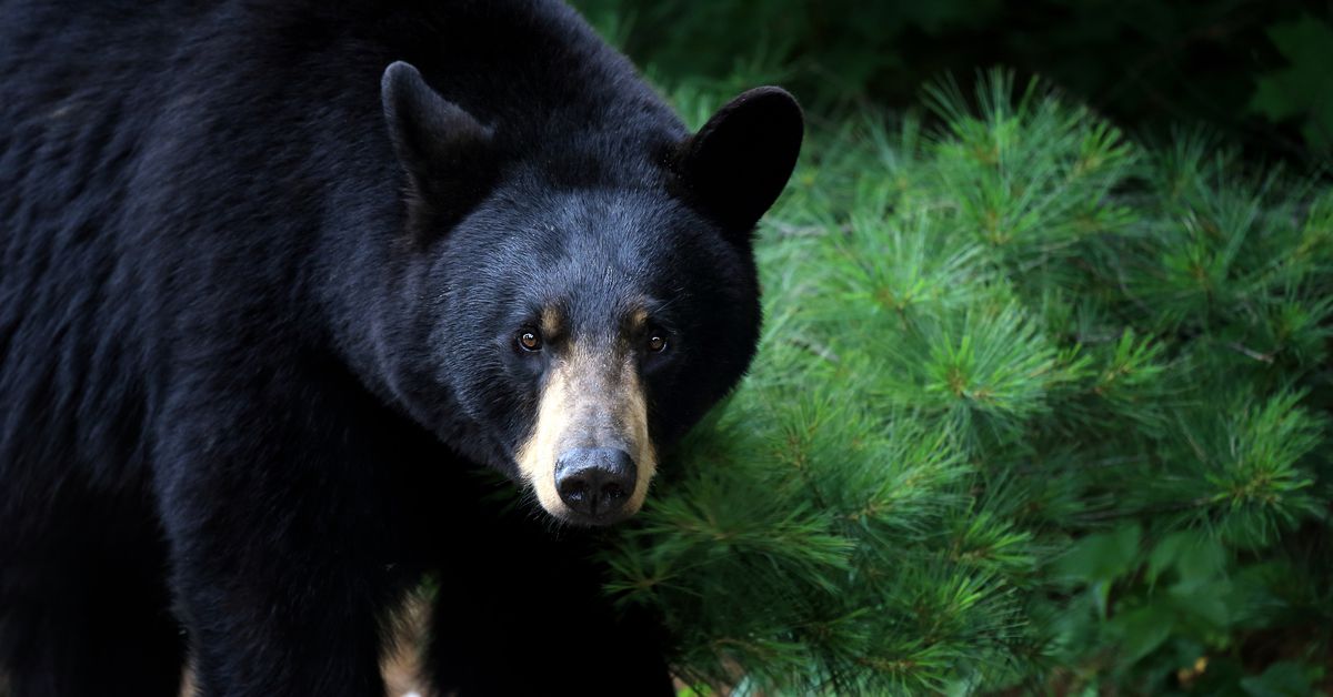 bear breaks into cabin, steals peanut butter cups, m&ms, sour patch kids, beer