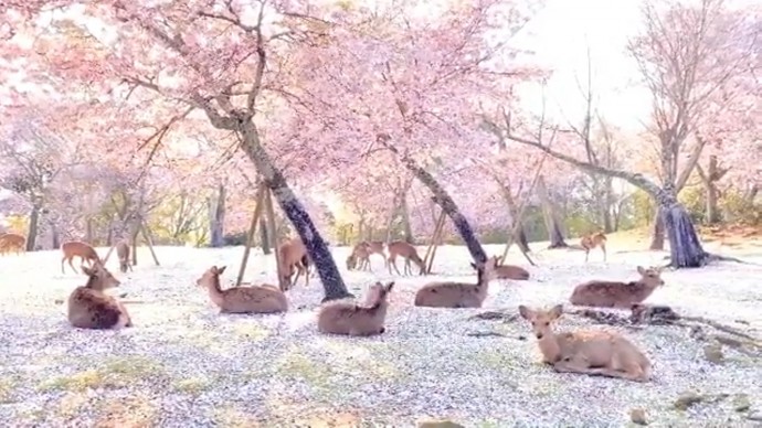 breathtaking scene as deer enjoy cherry blossoms in japan's quiet nara park