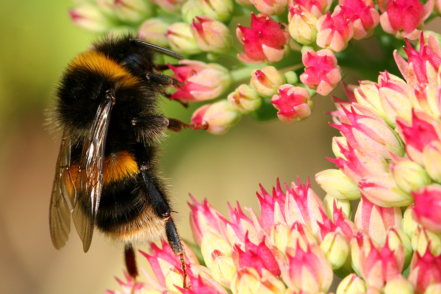 Bumblebee Has Officially Been Added To The Endangered Species List