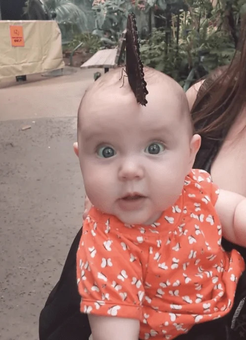 butterfly lands on baby's head and opens its wings to form dazzling hat