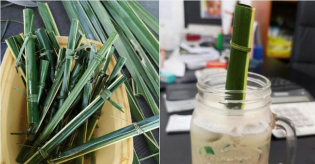 Cafe Uses Straws Made Out Of Coconut Leaves To Cut Plastic Waste