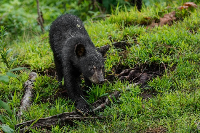 conservation officer fired for refusing to kill bear cubs wins legal battle to clear his name