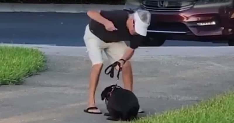 Cowardly Dog Owner Caught On Video Punching And Beating Down Helpless Cowering Pup