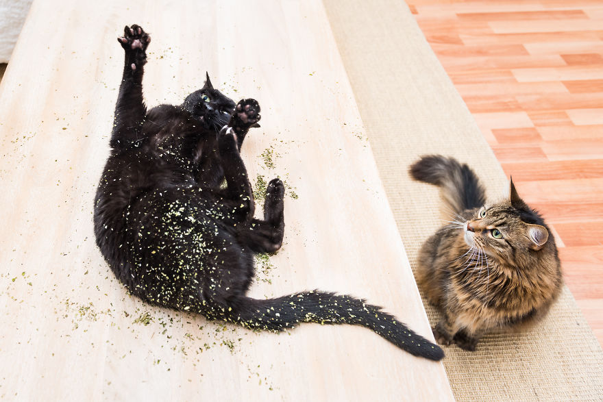 creative photographer shares photos of cats high on catnip, and the results are so much fun