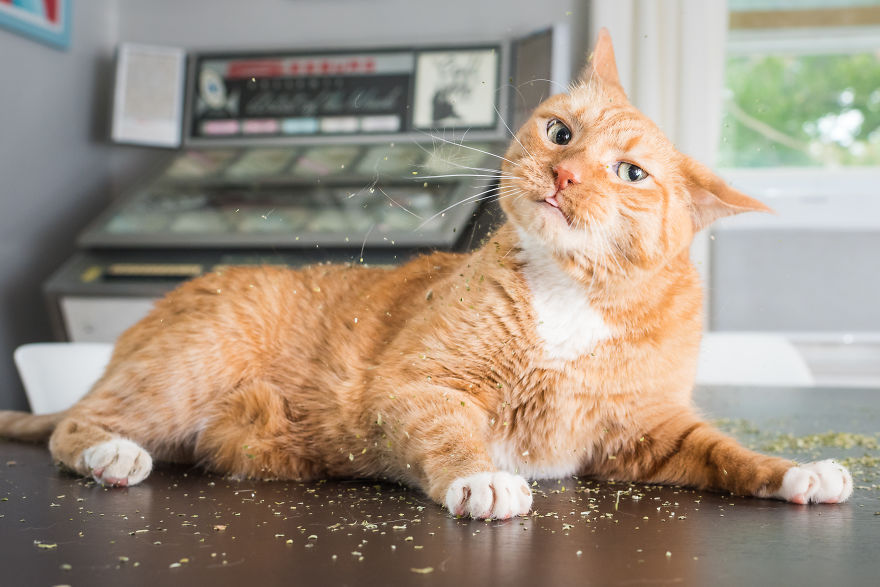 creative photographer shares photos of cats high on catnip, and the results are so much fun
