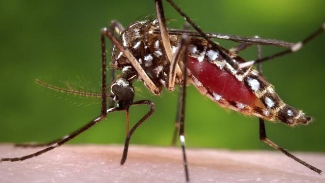 genetically modified mosquitoes cleared for release in the us