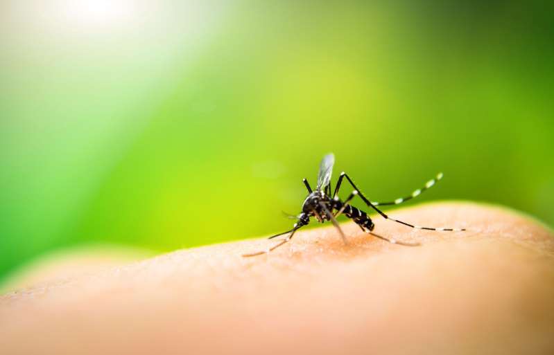 genetically modified mosquitoes cleared for release in the us