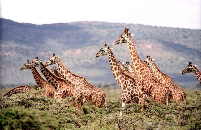 Giraffes Have Officially Been Added To The List Of Endangered Species After Devastating Decline