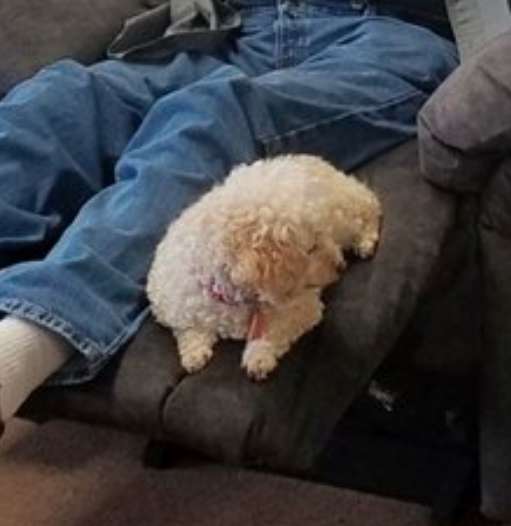 grandpa takes his pet dog to furniture store to make sure she approves the new chair too