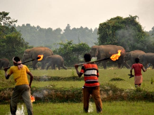 heartbreaking images show firebombs being hurled at mother elephant and her calf as they cross the road