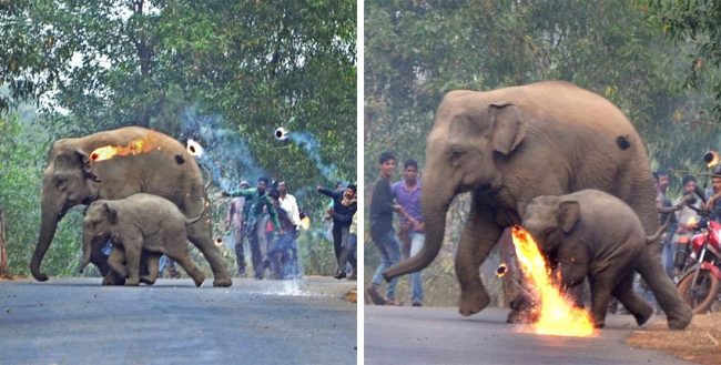Heartbreaking Images Show Firebombs Being Hurled At Mother Elephant And Her Calf As They Cross The Road