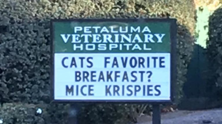 15+ hilarious vet signs any cat lover can relate to