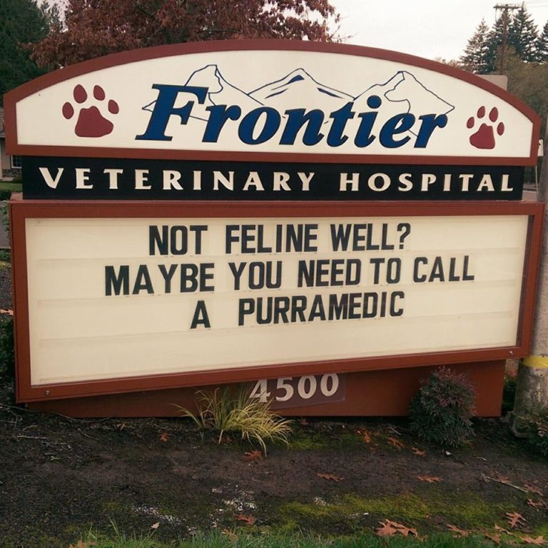15+ hilarious vet signs any cat lover can relate to