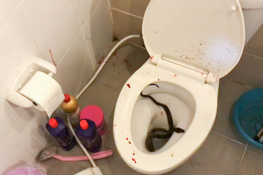 huge python bit off teenager's penis while he was sitting on the loo