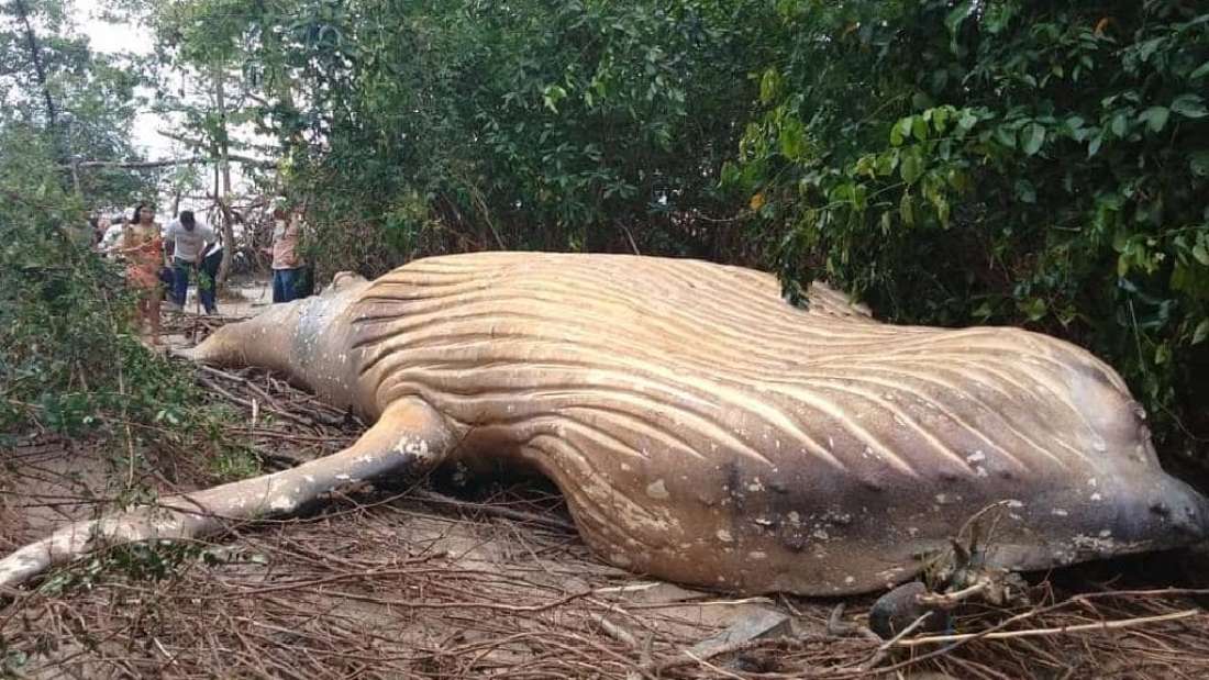 Humpback Whale Mysteriously Found In Amazon Rainforest, And No One Knows How It Got There