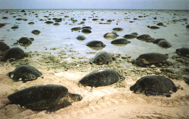 world's largest green sea turtle colony filmed heading towards nesting ground in australia