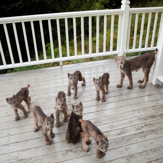 Man Wakes Up To Find Lynx Family Playing On His Porch