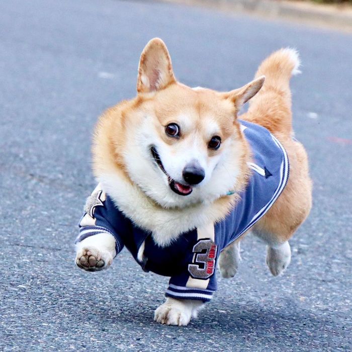 meet gen, a corgi from japan whose facial expressions can instantly make your day