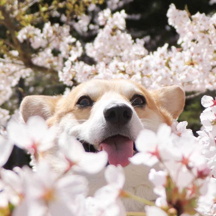 meet gen, a corgi from japan whose facial expressions can instantly make your day