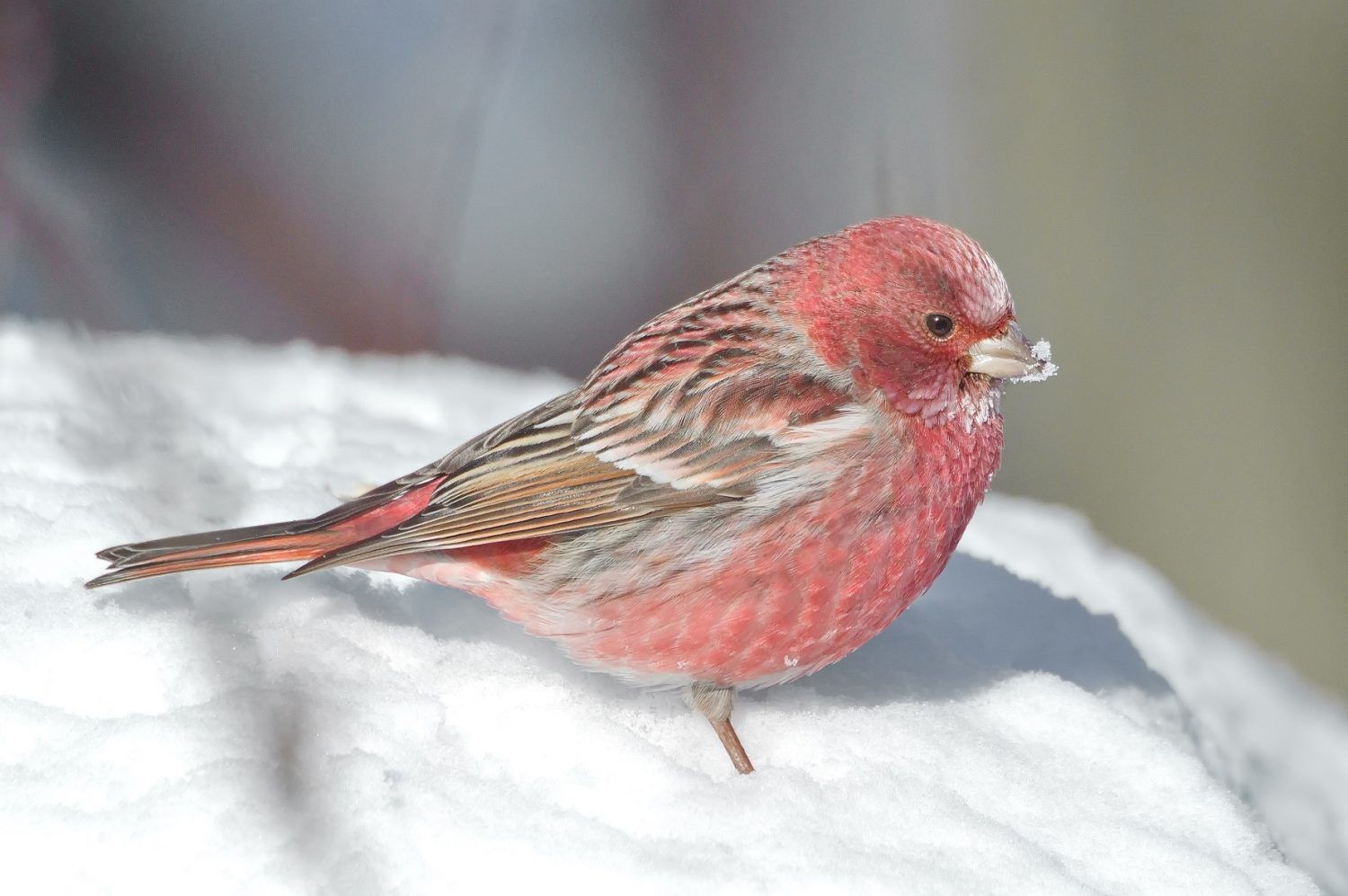 pink rosefinches catches the attention of the internet worldwide