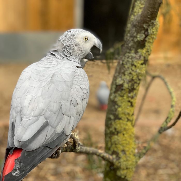 parrots removed from uk wildlife park after they started swearing at customers