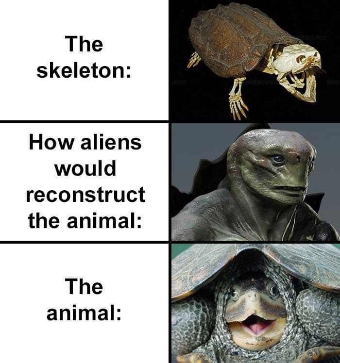 people compare how aliens would reconstruct animals based on their skulls vs. what they really look like
