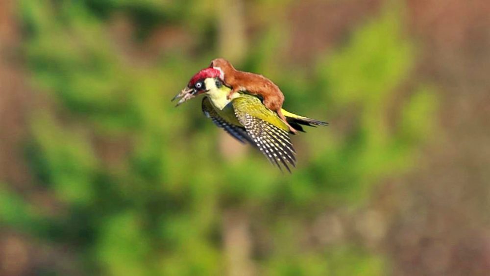 Photographer Captures Baby Weasel Taking A Magical Ride On Woodpecker's Back