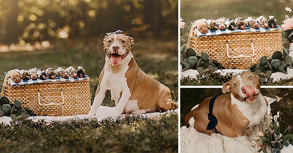 rescued pit bull gets her own maternity photoshoot, and she looks absolutely stunning