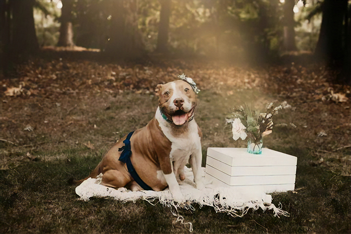 rescued pit bull gets her own maternity photoshoot, and she looks absolutely stunning