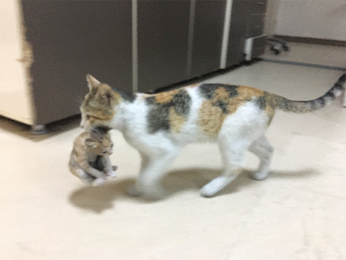 stray mama cat carries her sick kitten to istanbul hospital so medics can help