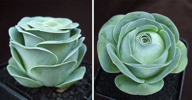 stunning rose succulents look like they came straight out of a fairytale