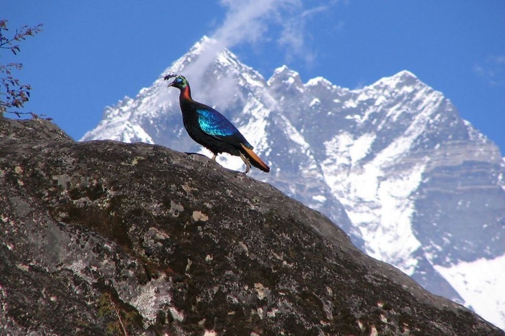 the himalayan monal is a beautiful mountain pheasant who displays a striking rainbow plumage