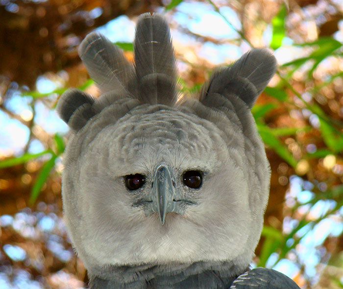 this harpy eagle is so big, it looks like a person in a costume