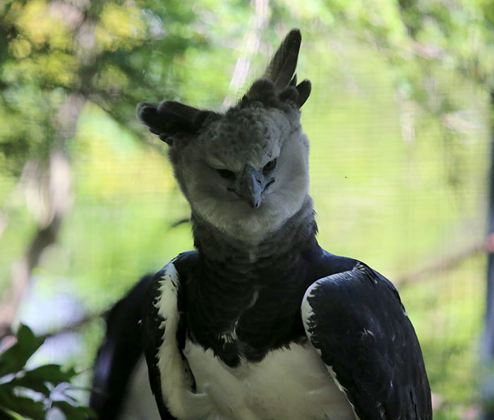 this harpy eagle is so big, it looks like a person in a costume