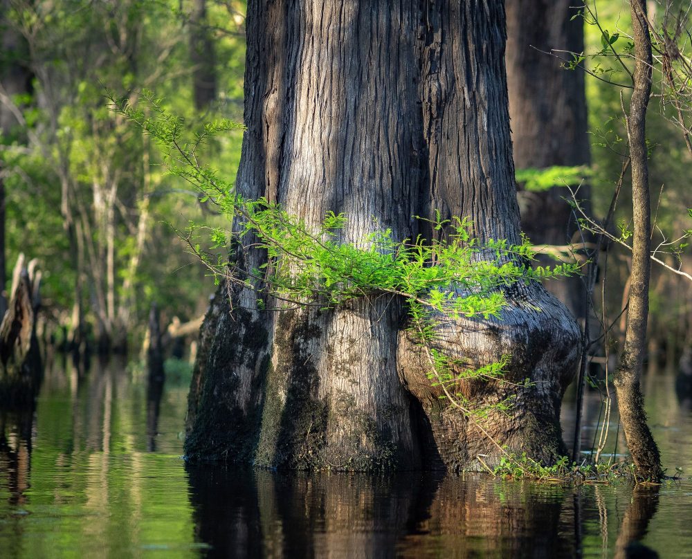 Tree Older Than Christianity Discovered In A North Carolina Swamp