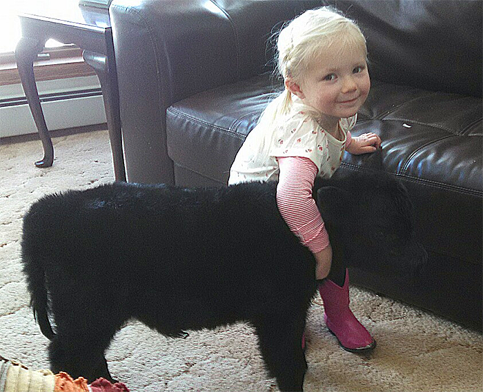 you can now own a fluffy mini cow, and they're probably the best pet you could ask for
