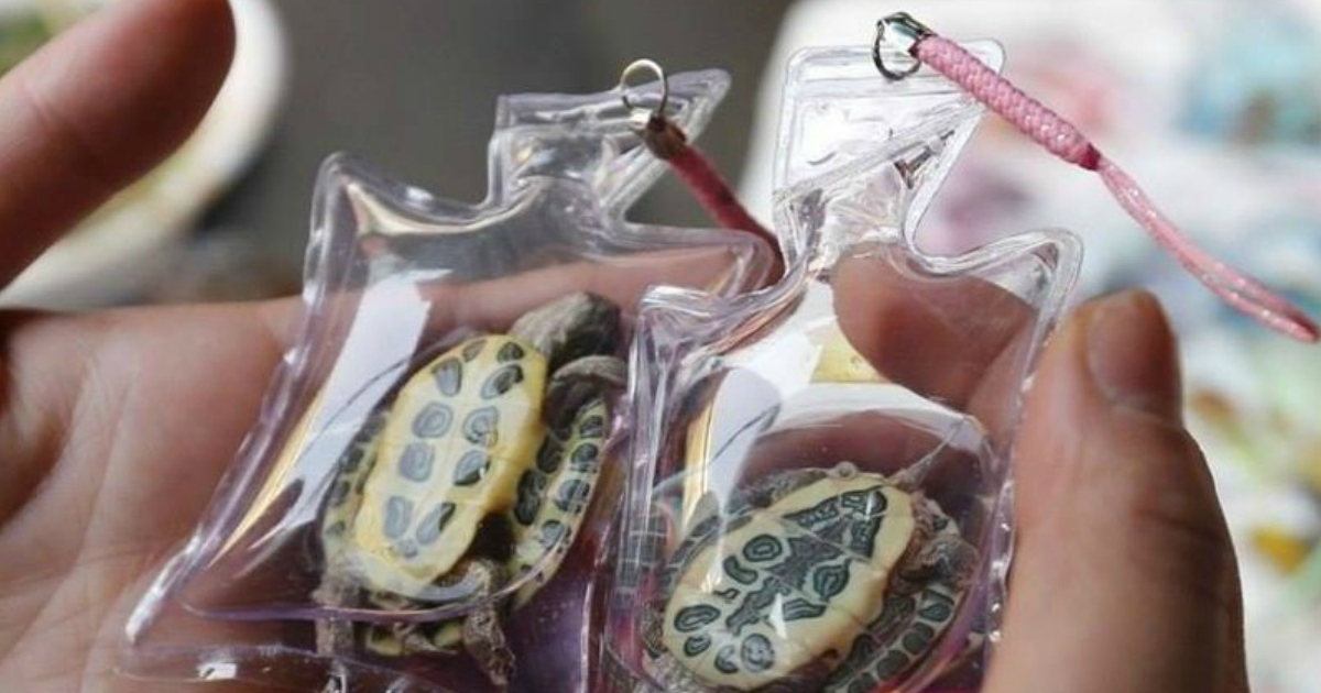 animals trapped alive in keychains sold for $1.50 in china