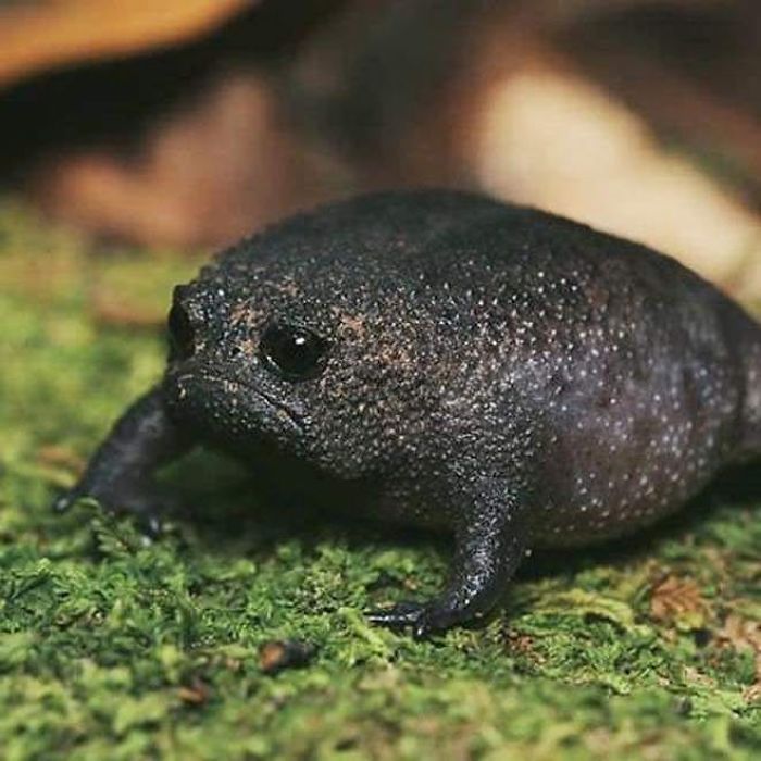 black rain frogs sound like squeaky toys and look like sad avocados